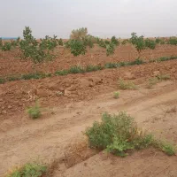 درخت پسته اکبری|فروش زمین و ملک کلنگی|کویرات, |دیوار