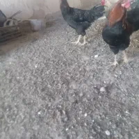 5تا خروس جوان به فروش میرسد.در مراغه هستن|پرنده|گیلوان, |دیوار