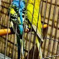 مرغ عشق خاص|پرنده|تهران, پاسداران|دیوار