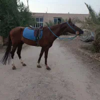 اسب کورسی مدرک دار