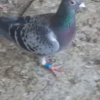 کبوتر پلاکی بازرگان باشناسنامه