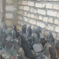 سلام 30ماده پلنگ سار 35سبزپولک دوخط موقعیت کاشمر