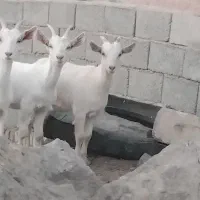 بزغاله ماده سانن اصیل