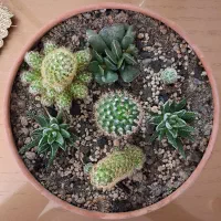 گلدان کاکتوس