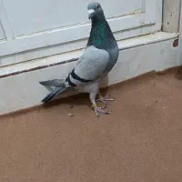 نر پلاکی|پرنده|اردکان, |دیوار