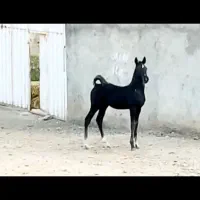 اسب کرد کره سام مشکی