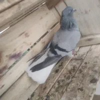 کبوتر سبز دم سفید شعمک دار|پرنده|برازجان, |دیوار