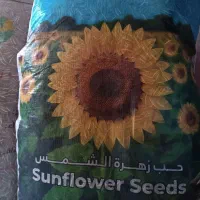 تخمه