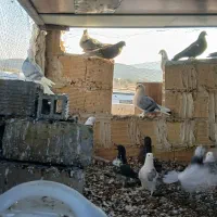 کبوتر پرشی وتزئینی|پرنده|تیران, |دیوار