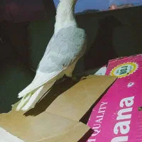 کفتر قاین