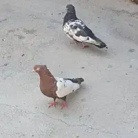 کبوتر
