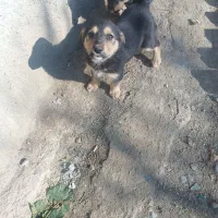 ژرمن نر و ماده