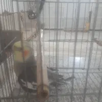 یک عروس هلندی نر بالغ