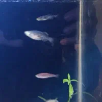 آکواریوم به همراه ماهی و لوازم|ماهی|ری, سیزده آبان|دیوار