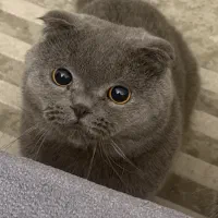 گربه جهت جفتگیری