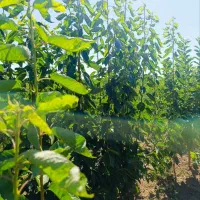 نهالستان نمونه کهریز