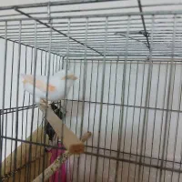 قناری موزایکی|پرنده|رشت, حمیدیان|دیوار