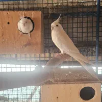 عروس|پرنده|میناب, |دیوار