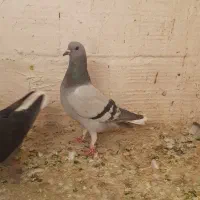 سبز دمسفید .سینه سیاه