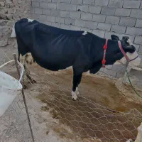 گاو سمینتال درجه یک گوشتی و شیری|حیوانات مزرعه|لردگان, |دیوار