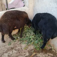 فروش گوسفند