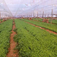 اجاره-گلخانه-در-شهرک-گلخانه-اوه