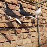 ۱۰ عدد رنگی