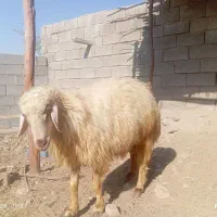 کهره گوسفند