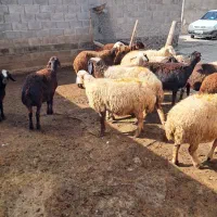 گوسفند داشتی