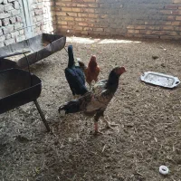 مرغ و خروس لاری