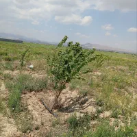 زمین-باغی-900متر-روستای-محمود-آباد-سنددار