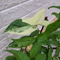 گل طبیعی خانه|گل و گیاه طبیعی|محمدیه-قزوین, |دیوار