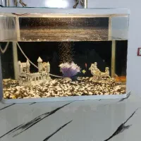 آکواریوم|ماهی|خرم‌آباد, |دیوار