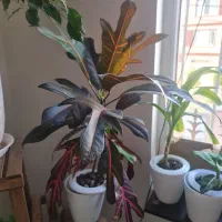 کود و گلدان هیدروپونیک|گل و گیاه طبیعی|هشتگرد, شهرک پامچال|دیوار