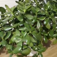 گل یشم و گل مرجان|گل و گیاه طبیعی|رشت, نظری|دیوار