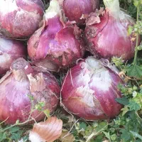 کشاورزی|عمده‌فروشی|فسا, |دیوار