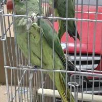 خورشیدی.شاه طوطی.رزیلا|پرنده|سراوان, |دیوار