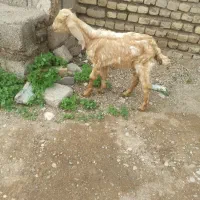 نر بزغاله|حیوانات مزرعه|دزفول, |دیوار