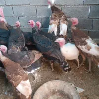 بوغلمون گوشتی سفدوسیاه