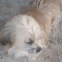 واگذاری سگ پاکوتاه ماده حرف گوش کن و بامزه|سگ|لاهیجان, بازکیاگوراب|دیوار