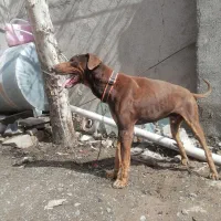 سگ دوبرمن نر