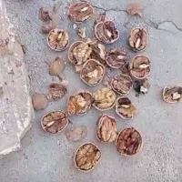 فروش گردوی تازه همدان|خوردنی و آشامیدنی|تربت جام, شهرک معلم|دیوار