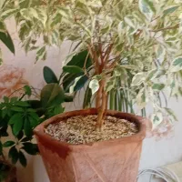 فروش گل|گل و گیاه طبیعی|تبریز, |دیوار