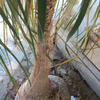 نخل دم اسبی(لیندا)|گل و گیاه طبیعی|بابل, |دیوار