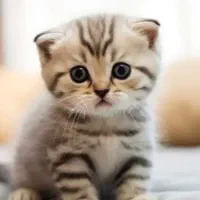 گربه پیدا شده در ازادگان