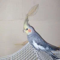 عروس هلندی نر سخنگو آماده