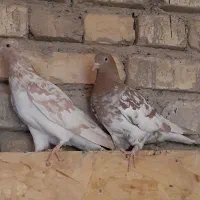 مفلق کبوتر|پرنده|اصفهان, قهجاورستان|دیوار