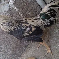خروس لاری فروشی