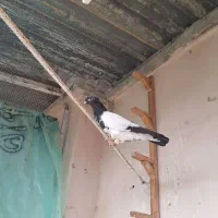 جوجه کله سیاه رنگی