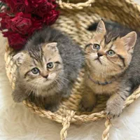 دنیای گربه های خاص ( بریتیش / اسکاتیش / پرشین )|گربه|اصفهان, جلفا|دیوار